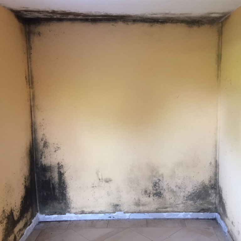 Schimmelpilz referenz