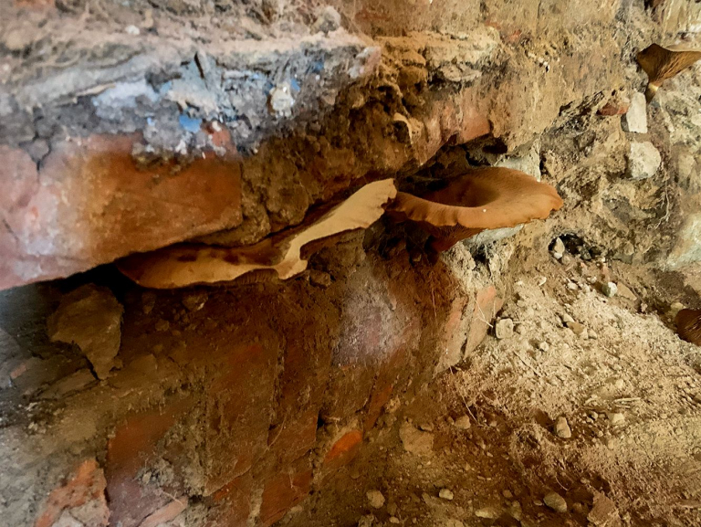 schimmelsanierung-04