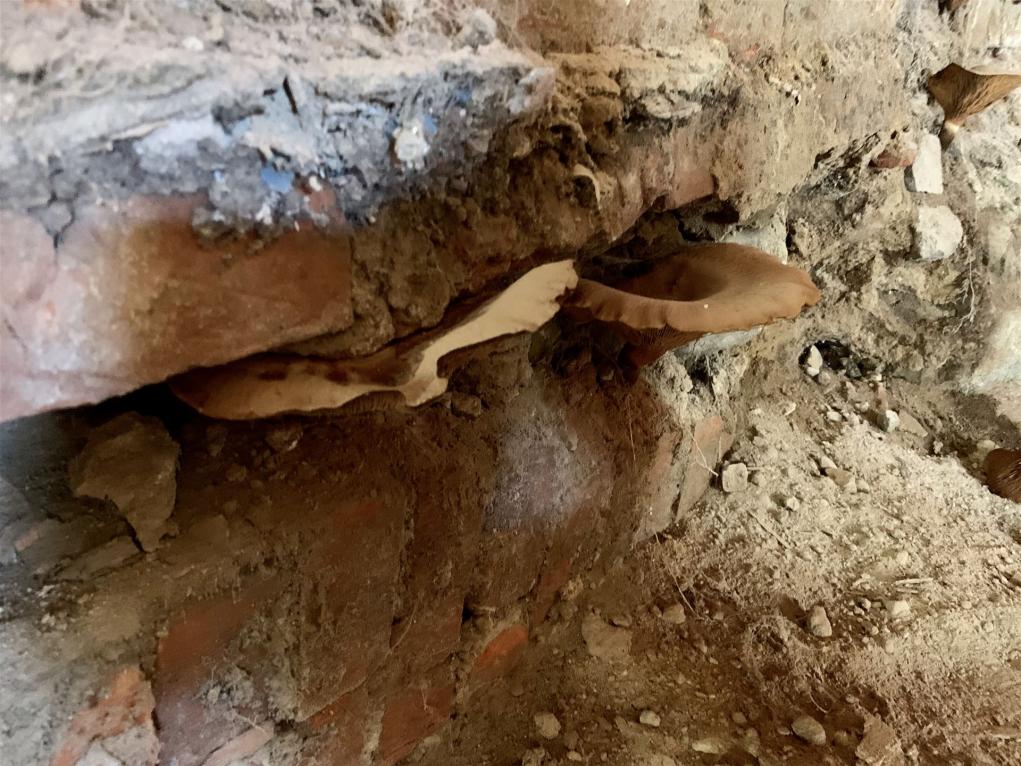 Trockenlegung Pilz Mauerwerk