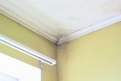 Schimmelpilz in Wohnung 