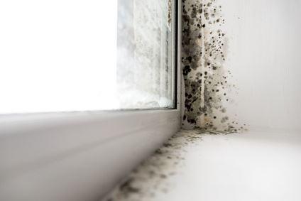 Schimmelpilz an Fenster innen